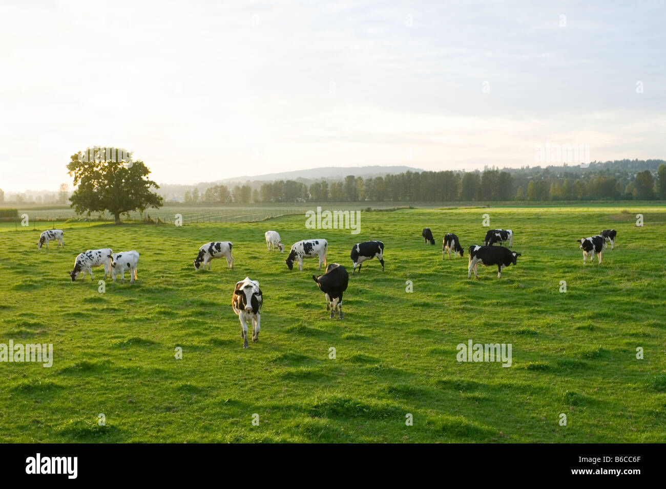 Le mucche al pascolo in un campo sulla prateria Matsqui Abbotsford della Columbia britannica in Canada Foto Stock Le mucche al pascolo in un campo sulla prateria Matsqui Abbotsford della Columbia britannica in Canada Foto Stock