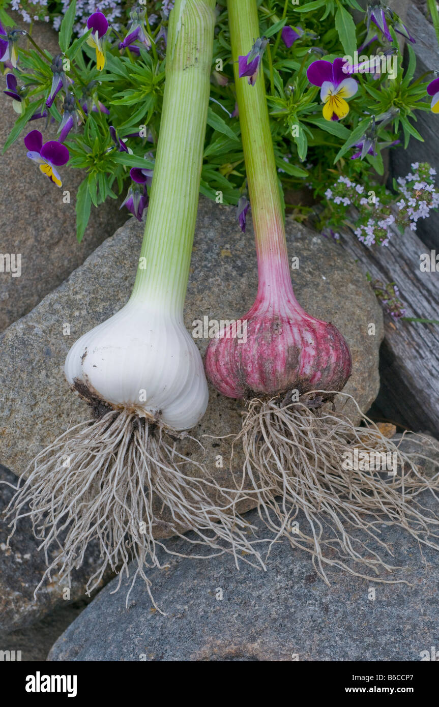 Due diverse varietà di raccolti di fresco aglio che mostra un sano sistema di radice Foto Stock