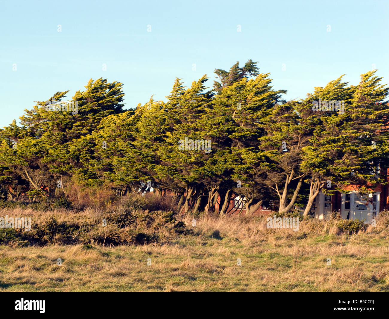 Alberi spazzate dal vento, Milford On Sea, Hampshire Foto Stock