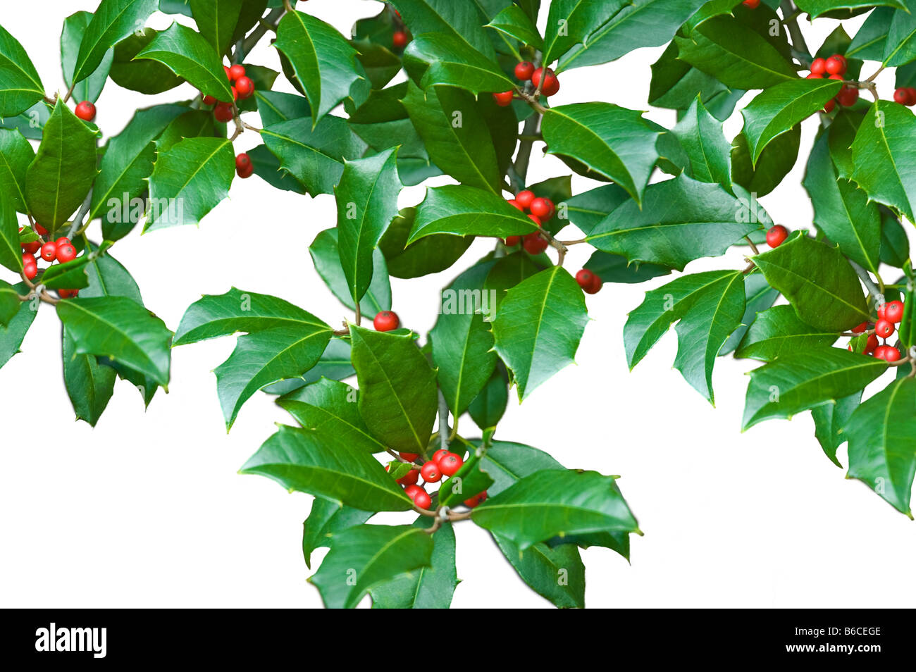 Natale verde holly foglie e bacche rosse di ilex close up silos isolati su sfondo bianco inverno vacanze pattern spazio di copia Foto Stock