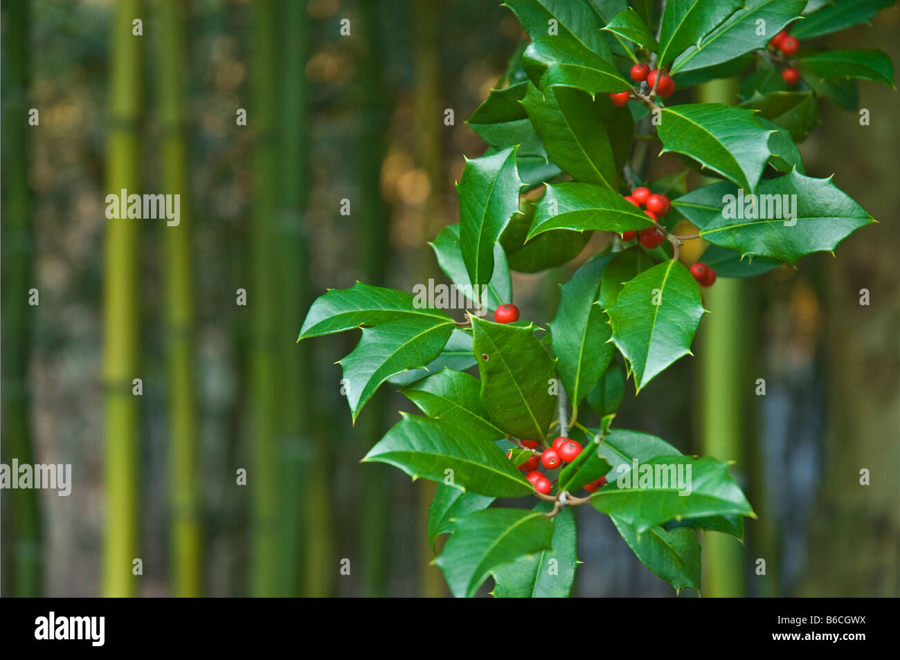 Close up Natale verde holly foglie e bacche rosse vicino a holly tree ilex sp. filiale all'aperto in inverno con spazio di copia Foto Stock