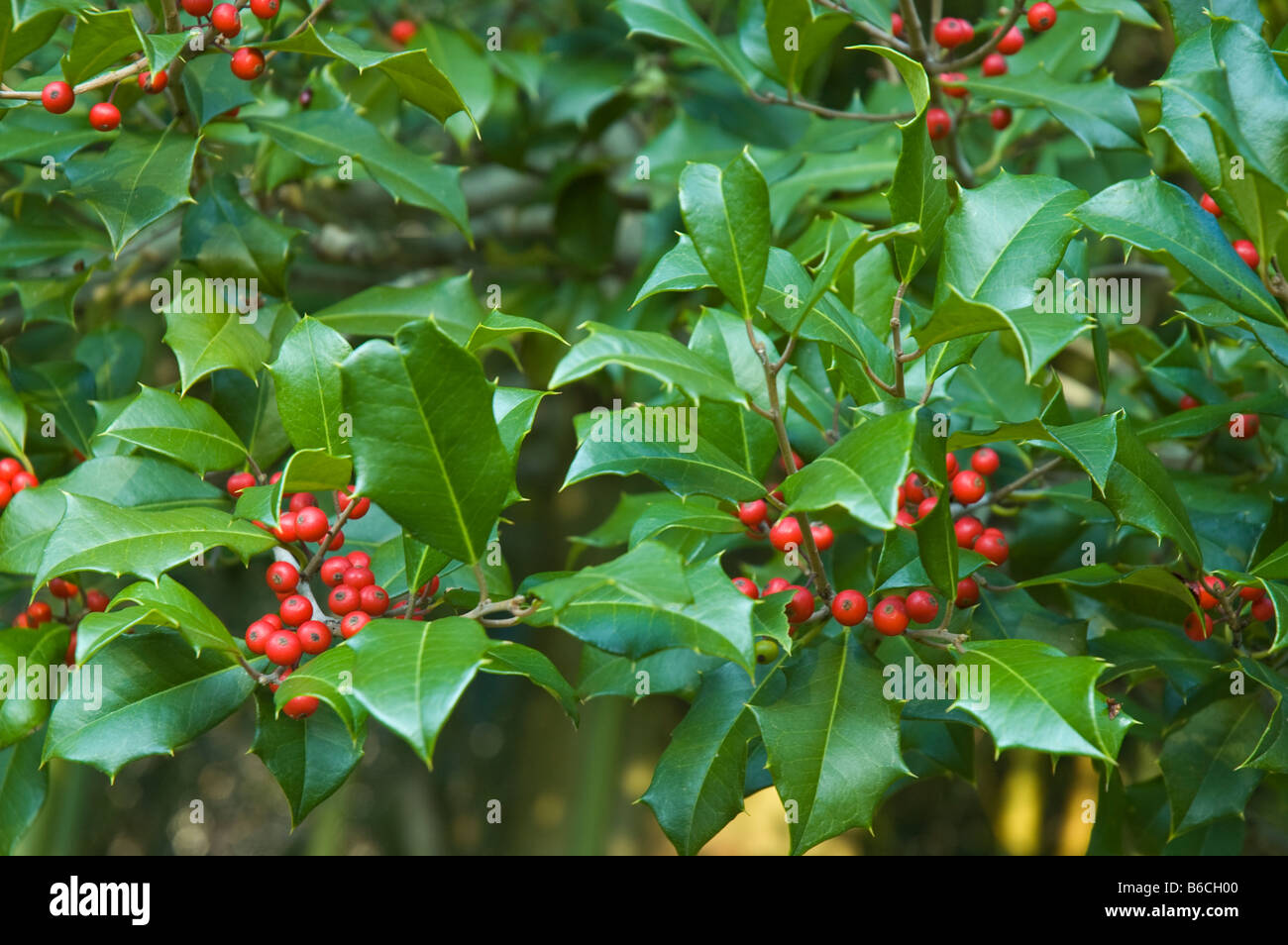 Natale verde holly foglie e bacche rosse su holly tree (ilex ) tutto pattern sfondo inverno sfondo all'aperto Foto Stock