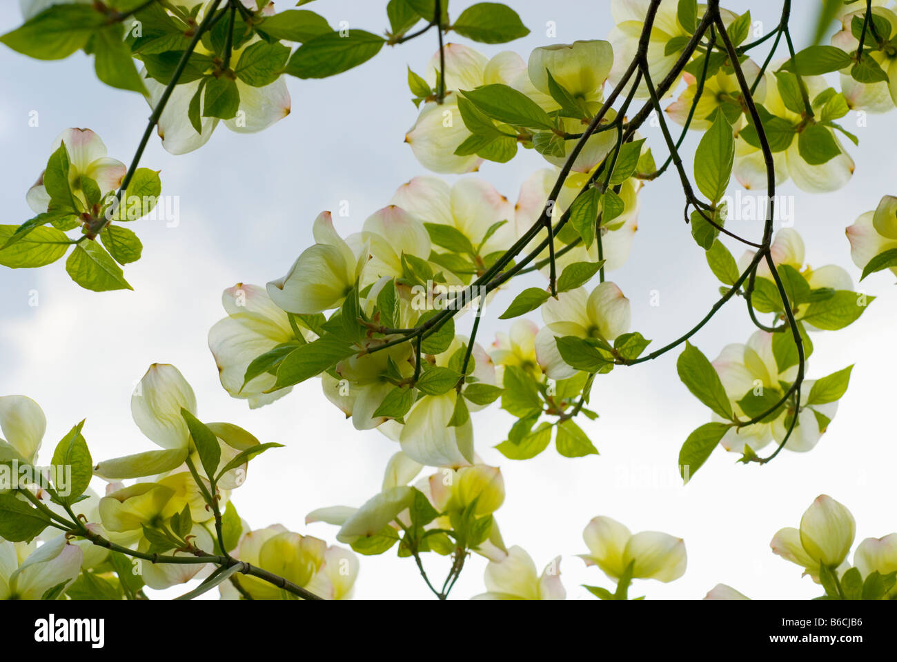 Una vista ravvicinata attraverso un pacifico Sanguinello Cornus Nauttallii albero in piena fioritura Foto Stock Una vista ravvicinata attraverso un pacifico Sanguinello Cornus Nauttallii albero in piena fioritura Foto Stock