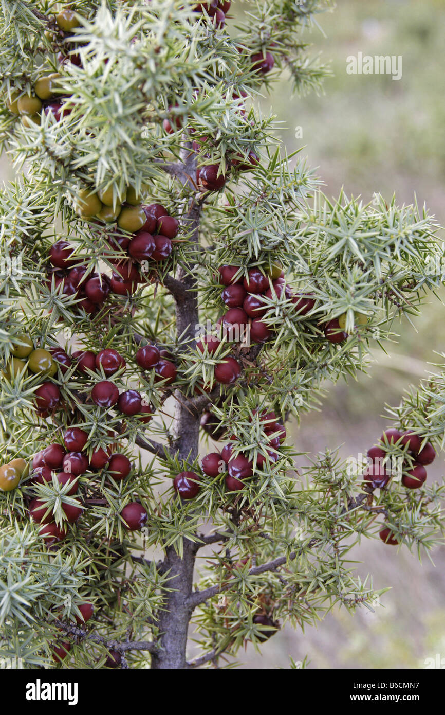 Wacholder juniper Cupressaceae branch Foto Stock