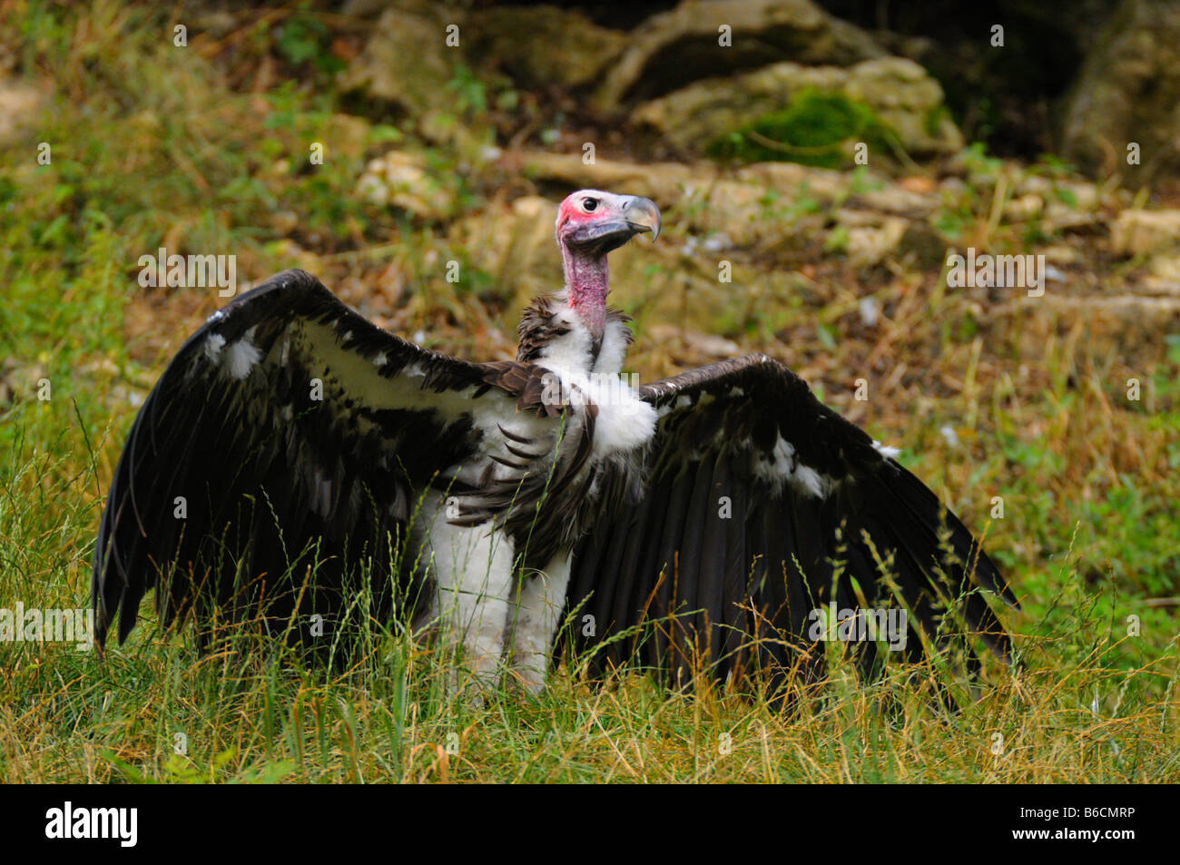 Falda-di fronte vulture (Torgos tracheliotos) ali spiegate nel campo Foto Stock