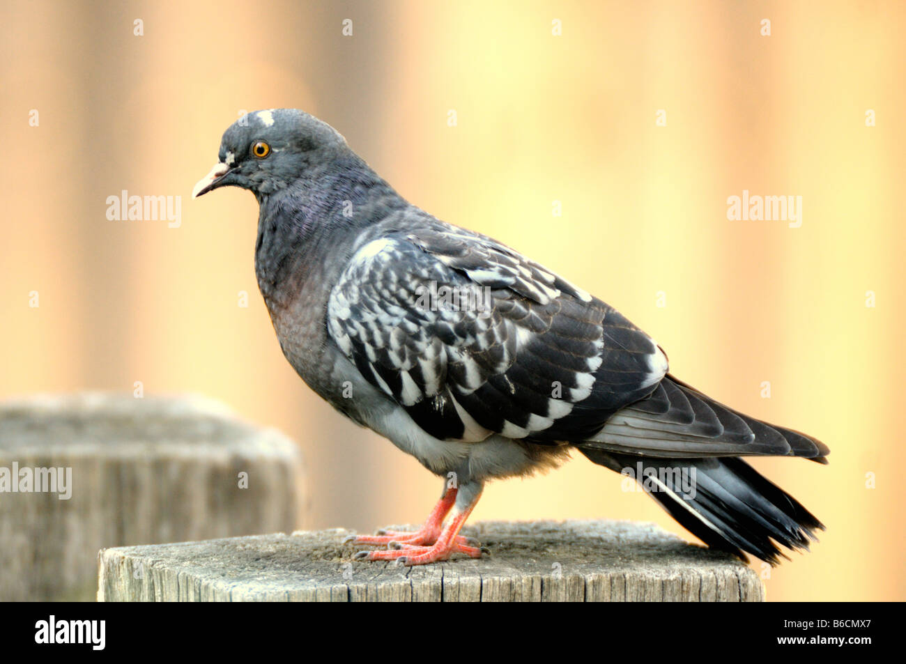 Close-up di piccioni viaggiatori Foto Stock