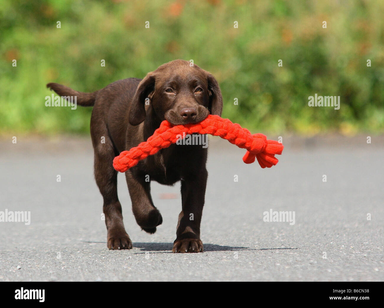 Cucciolo di labrador a piedi con oggetto in bocca sulla strada Foto Stock