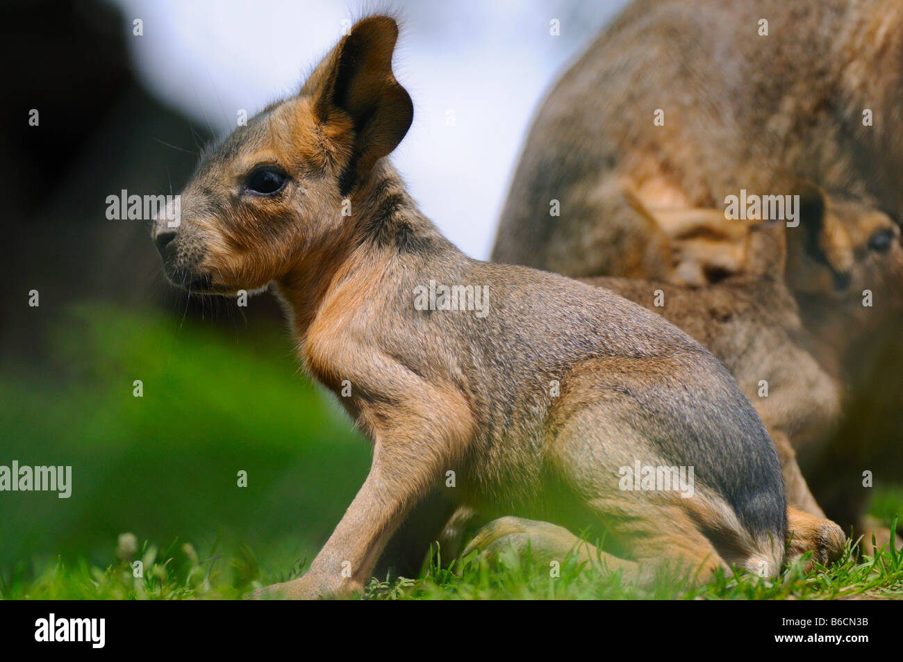 Close-up di cavia (cavia porcellus) nel campo Foto Stock