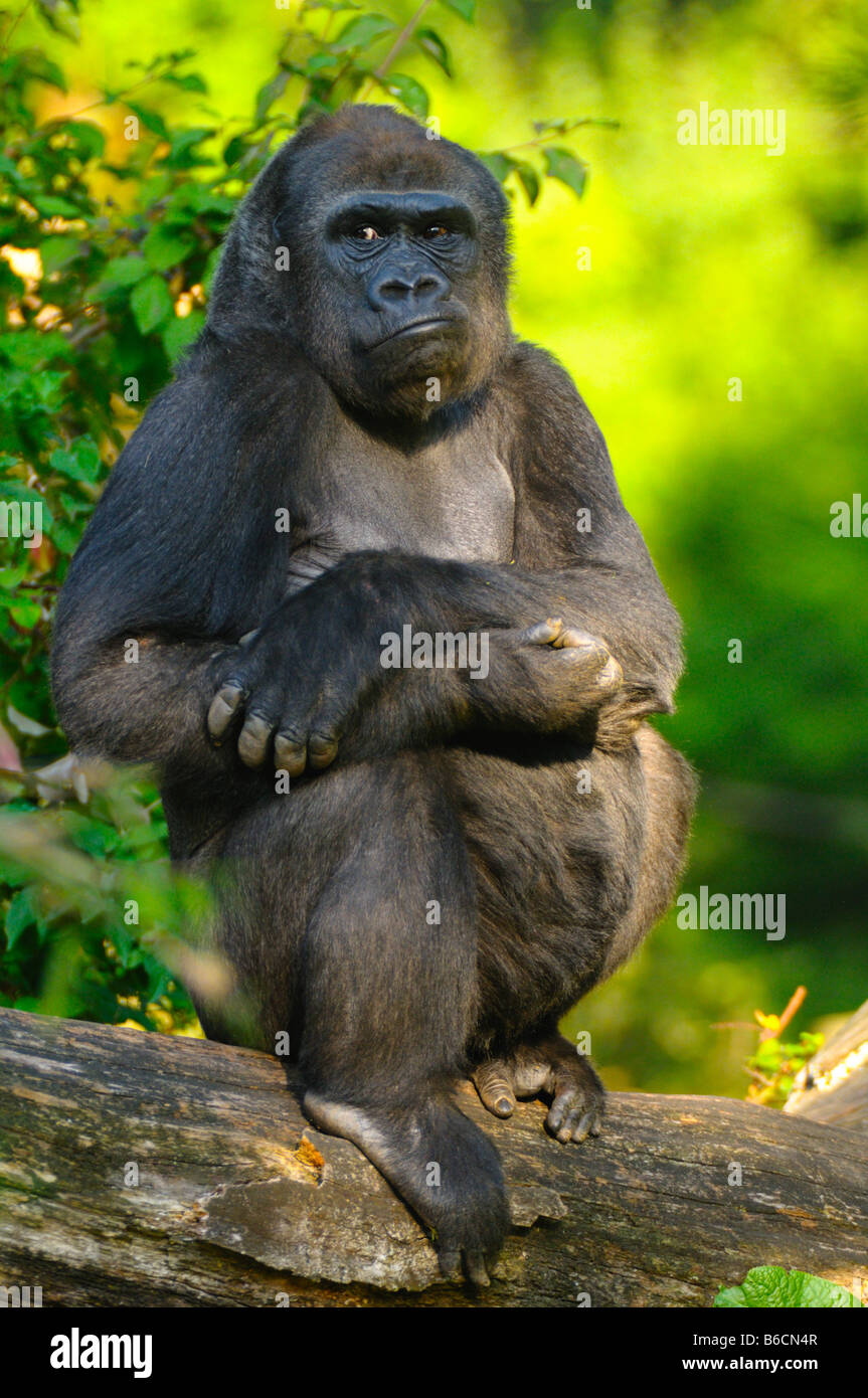 Gorilla seduto sul ramo, Germania Foto Stock