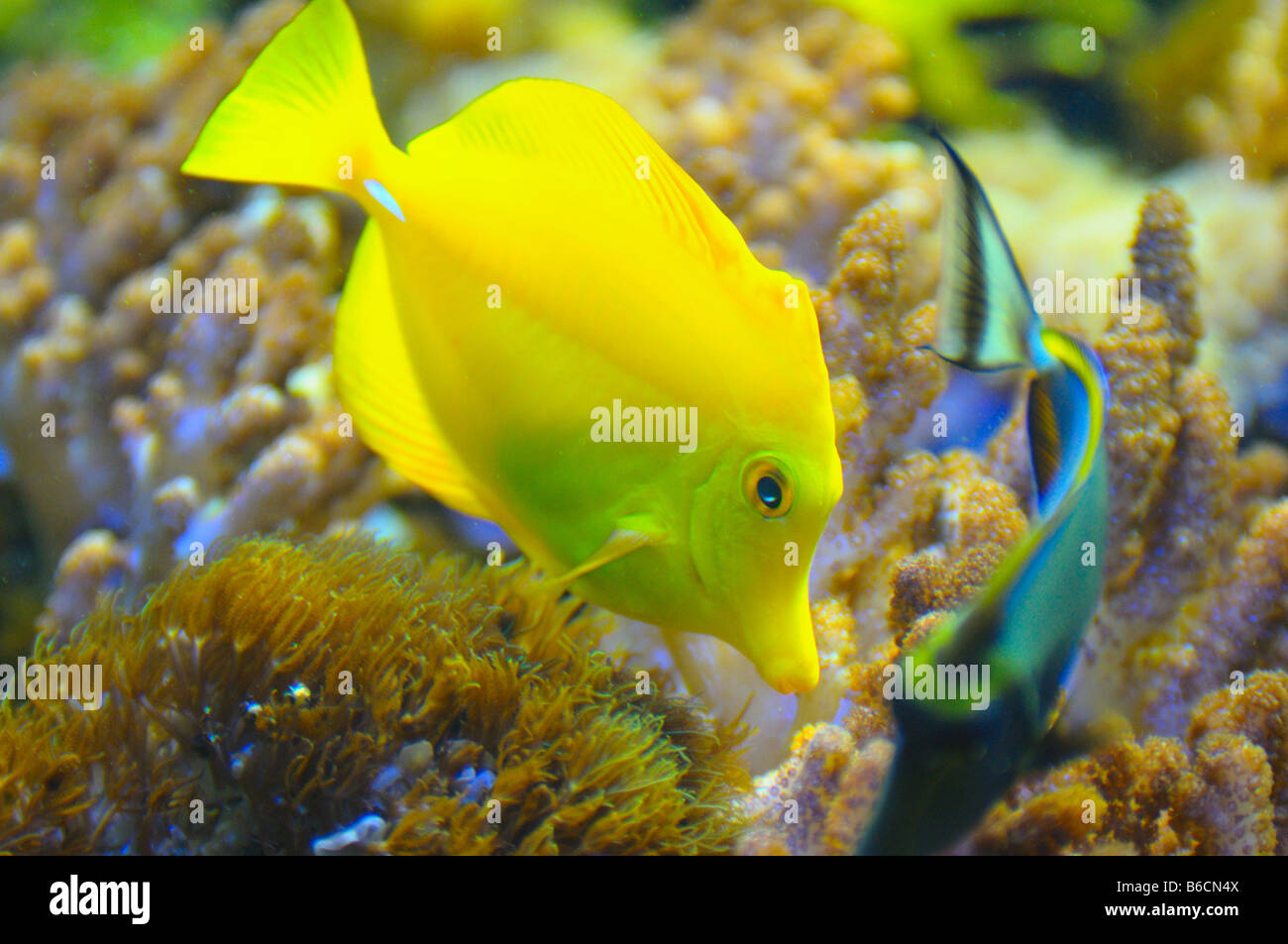 Close-up di pesce giallo sopra di nuoto subacqueo di corallo Foto Stock