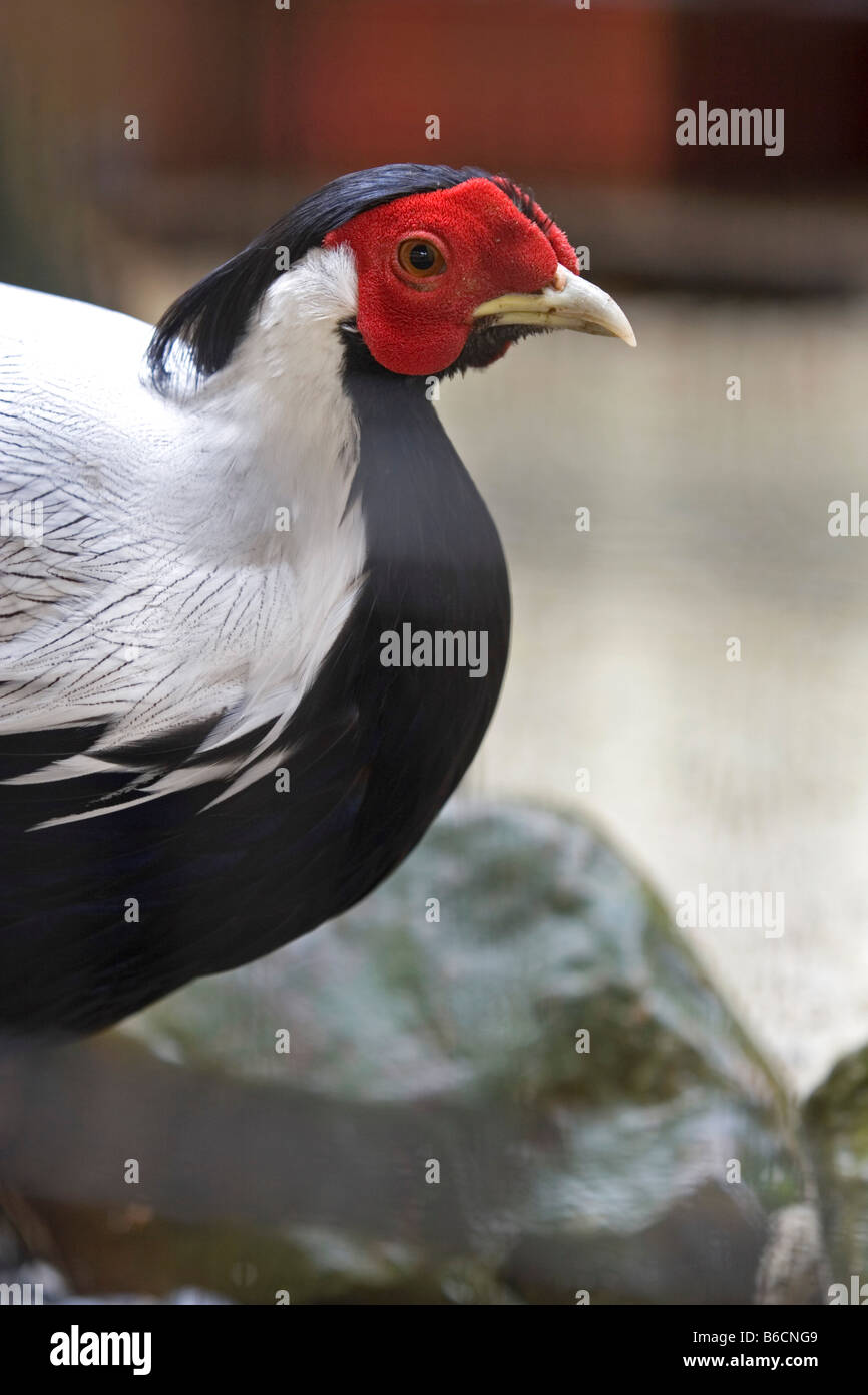 Inquadratura ravvicinata di un fagiano di argento, maschio Foto Stock