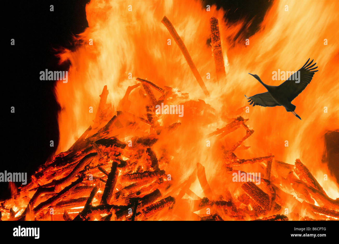 Phoenix rising dal flmaes Foto Stock
