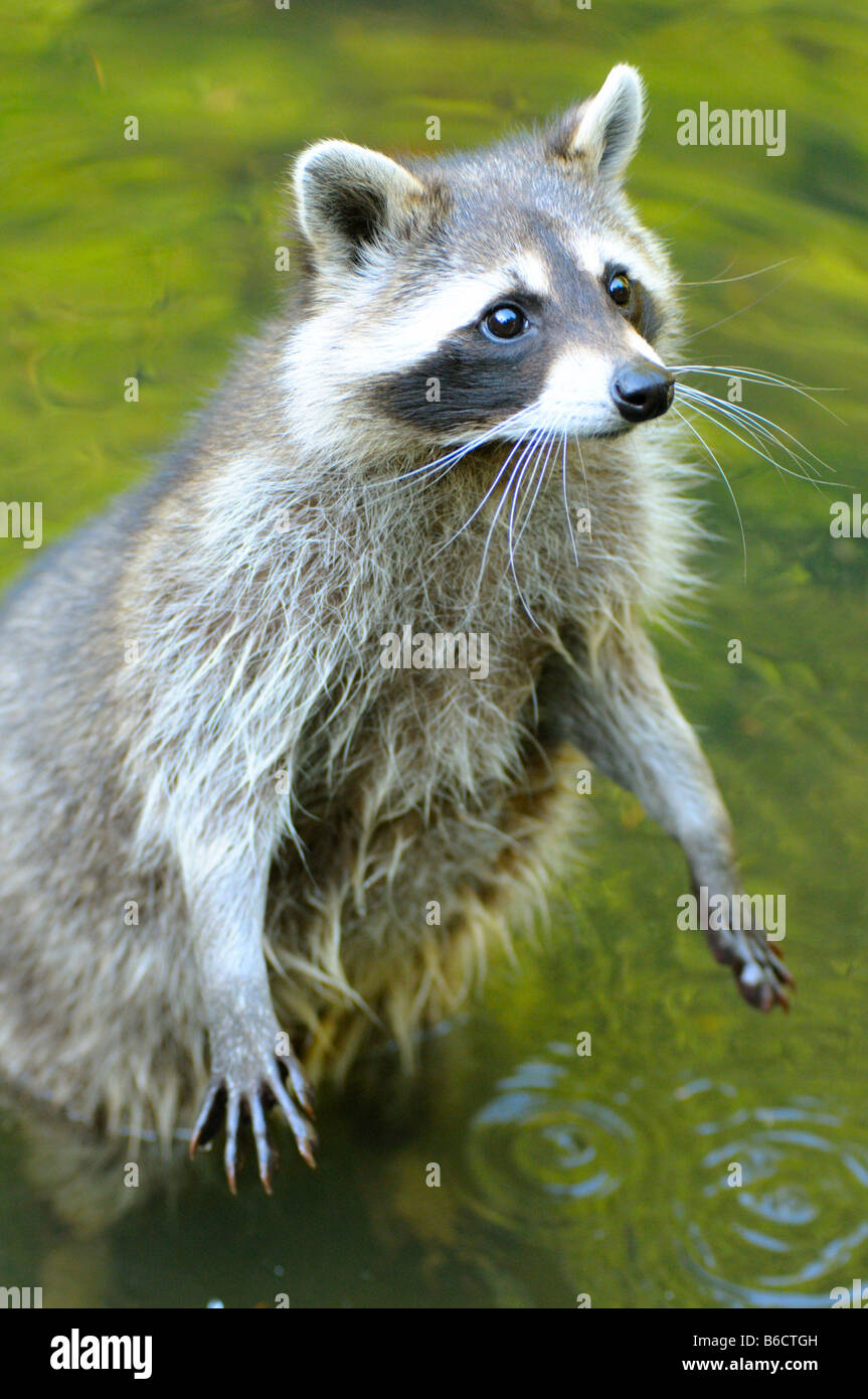 Close-up di Raccoon (Procione lotor) in piedi in acqua Foto Stock