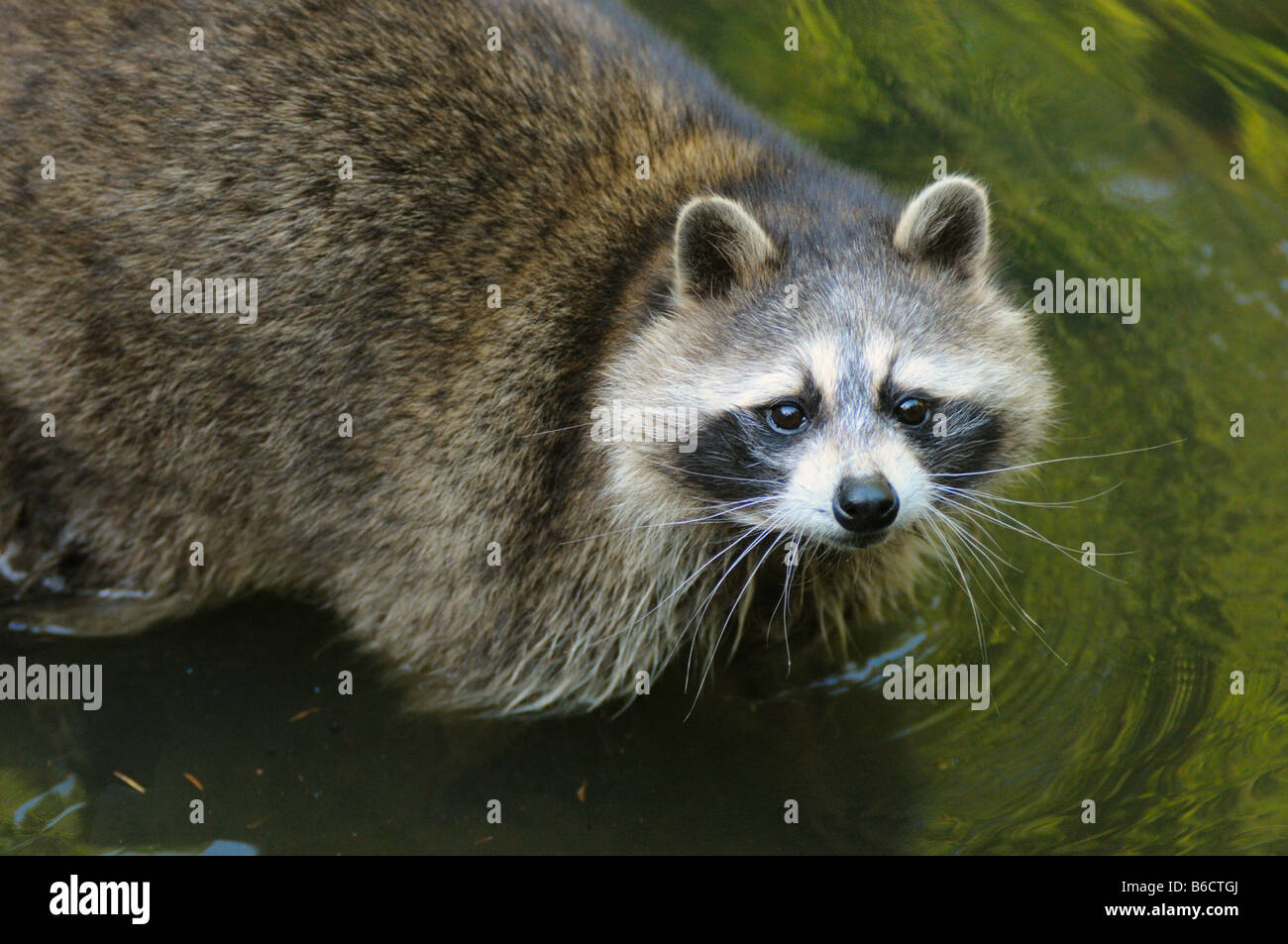 Angolo di alta vista di Raccoon (Procione lotor) in piedi in acqua Foto Stock