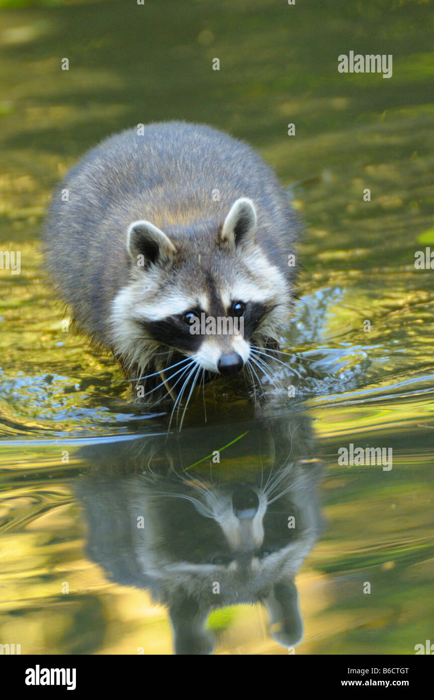 Close-up di Raccoon (Procione lotor) passeggiate in acqua Foto Stock