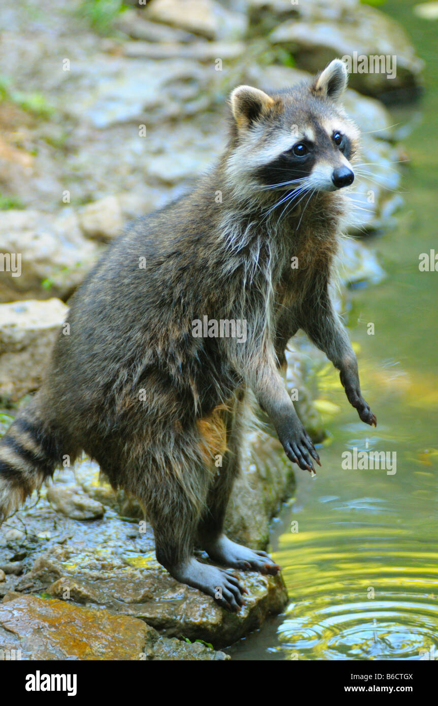 Raccoon (Procione lotor) in piedi sulle zampe posteriori al Riverside Foto Stock