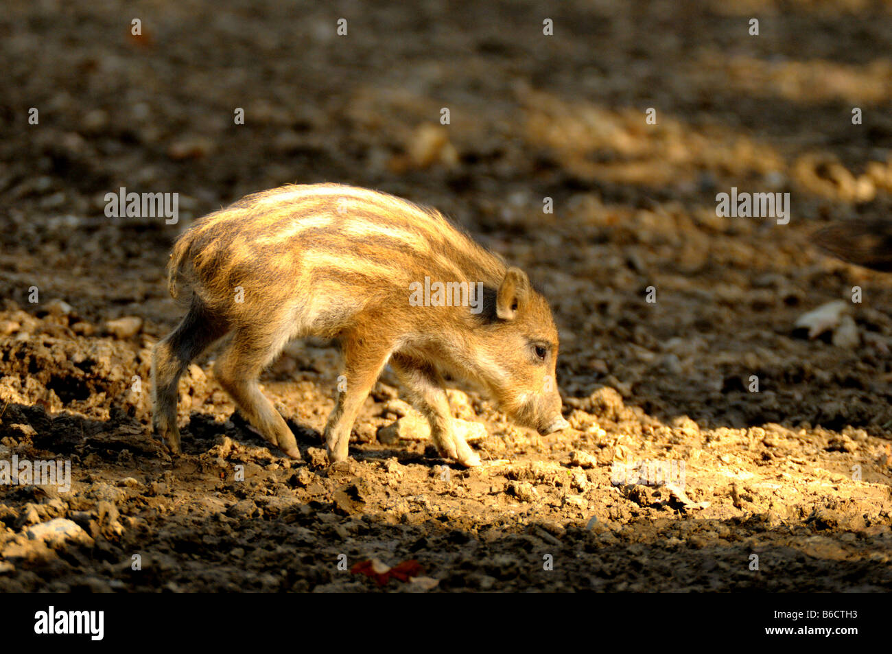 Maialino di il cinghiale (Sus scrofa) rovistando nel campo Foto Stock