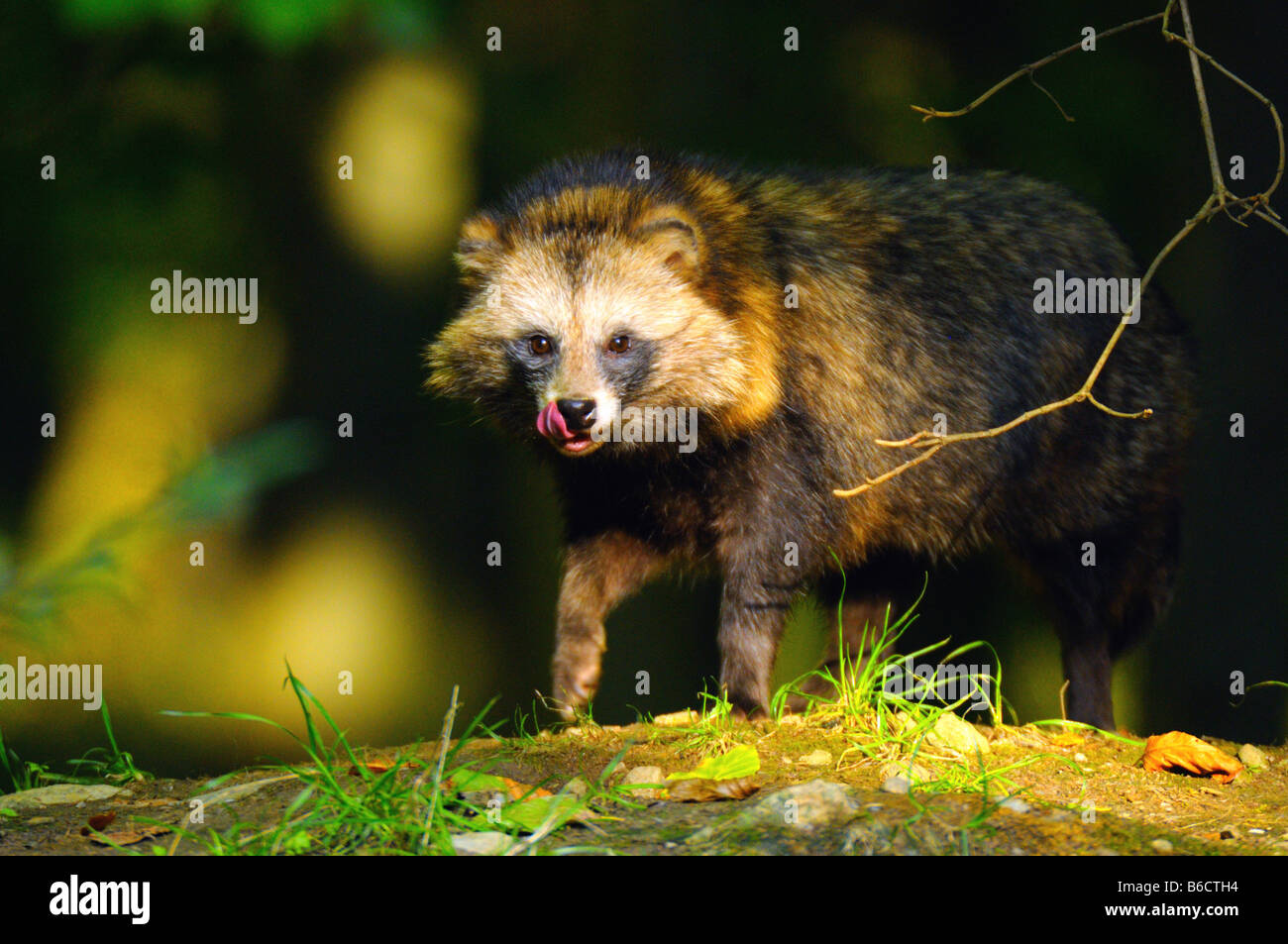 Raccoon (Procione lotor) in piedi nella foresta Foto Stock