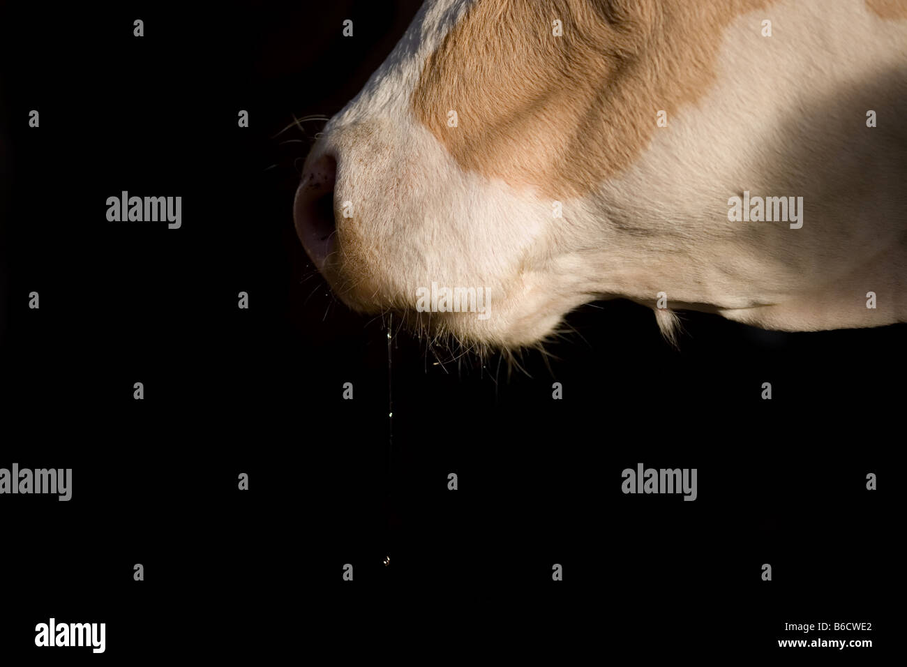 Bocca di vacca con dribbling Foto Stock