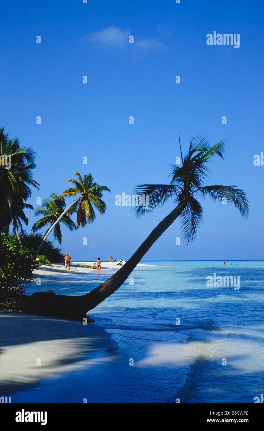 Palme sulla spiaggia, Halaveli Maldive Foto Stock