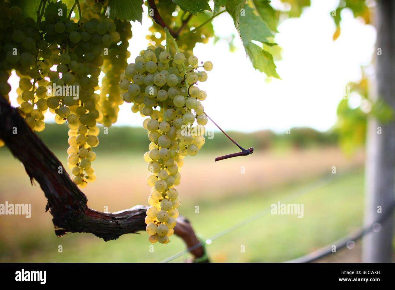 Vitigno dolci uve mature su Michigan settentrionale vigneto Foto Stock