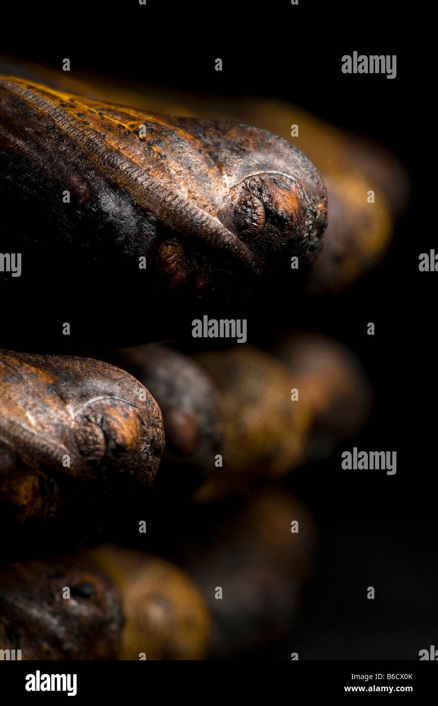 La morte di testa, Hawkmoth, Acherontia, atropo, crisalide. Foto Stock