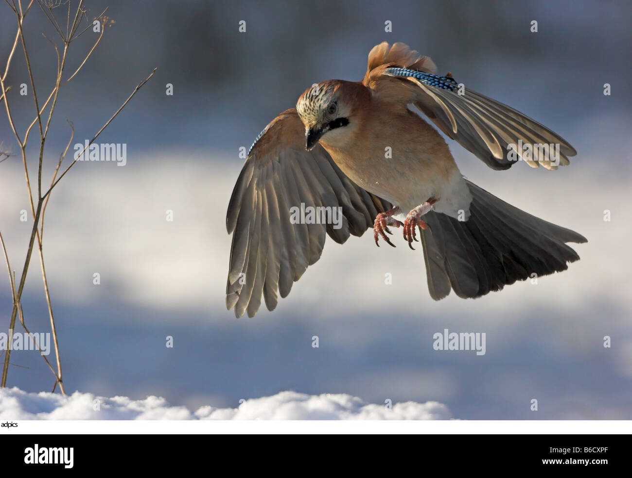 immagini di uccelli in volo