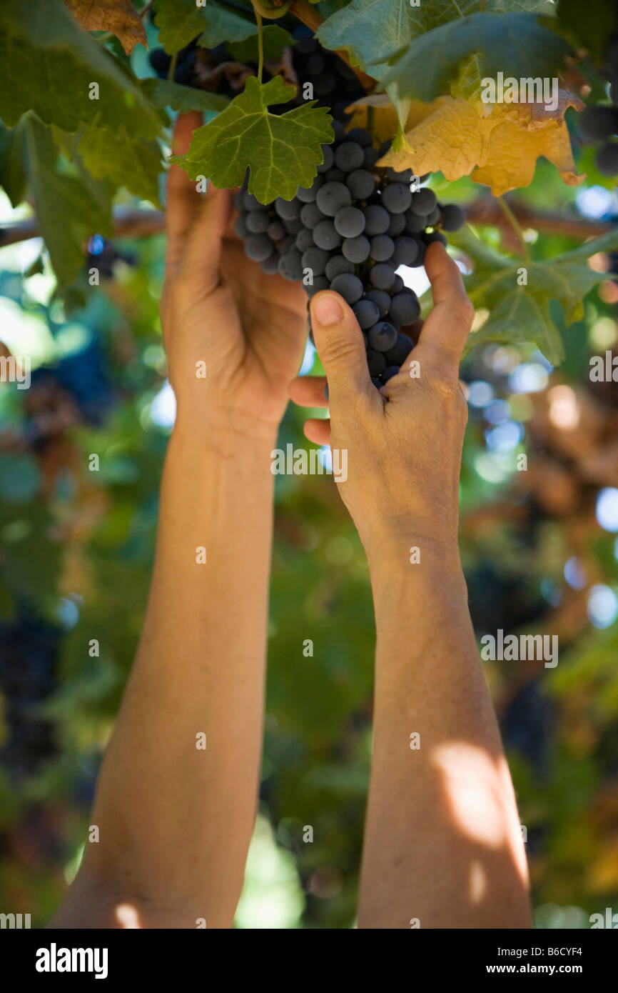 Donna ispanica picking grappolo di uva in vigna Foto Stock