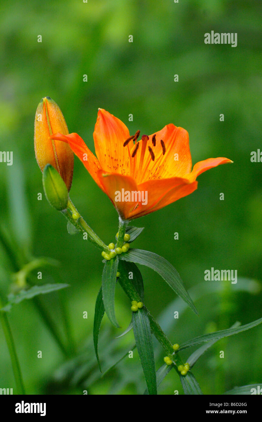 Close-up del giglio rosso (Lilium bulbiferum), Stiria, Austria Foto Stock