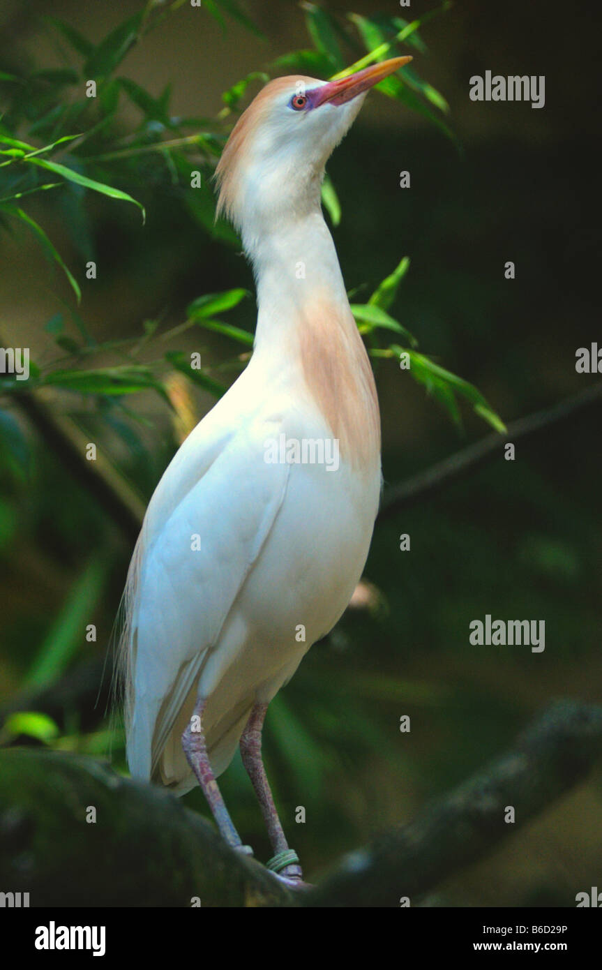 Close-up di airone guardabuoi (Bubulcus ibis) Foto Stock