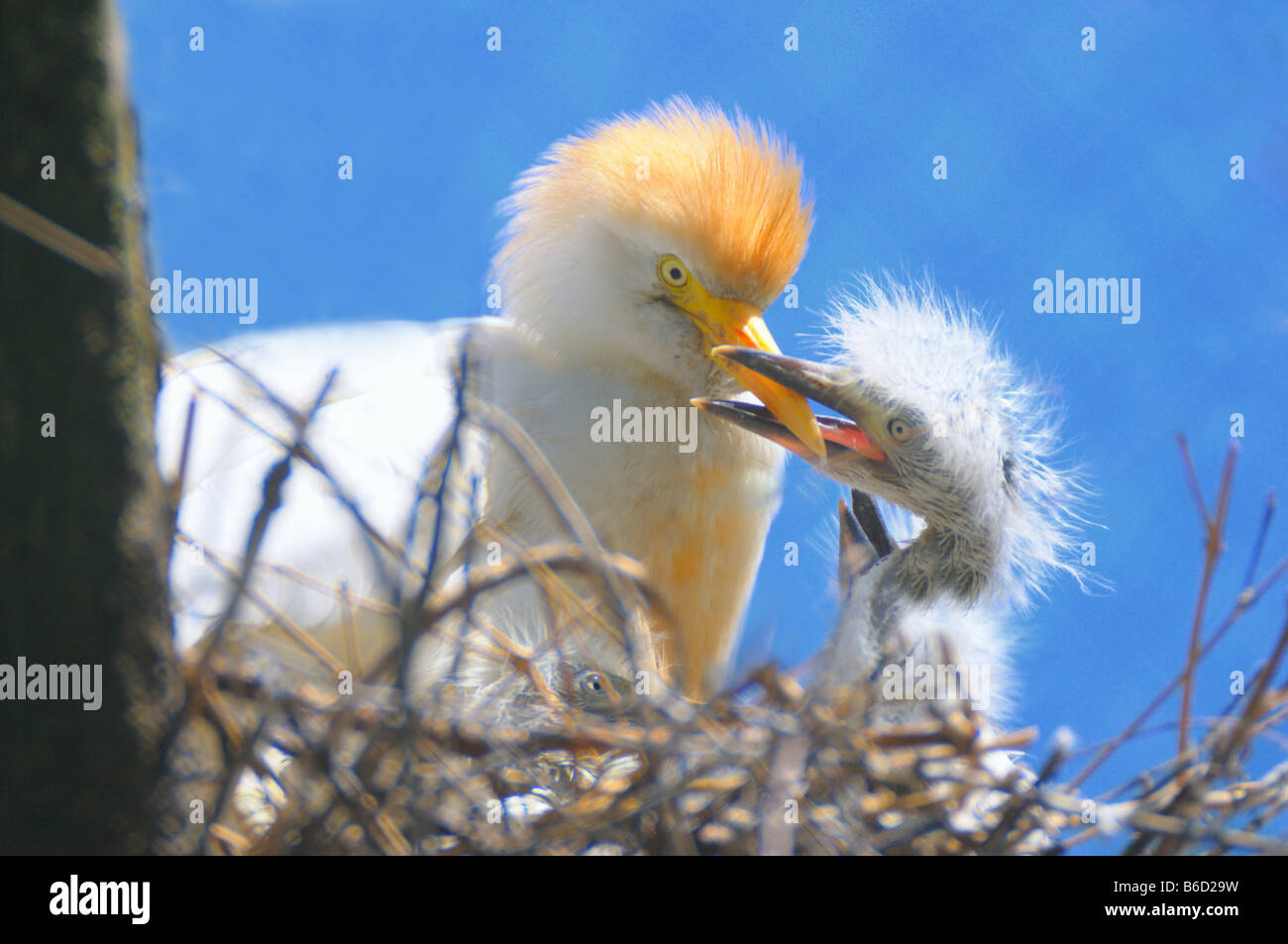 Close-up di airone guardabuoi (Bubulcus ibis) alimentazione al suo pulcino Foto Stock