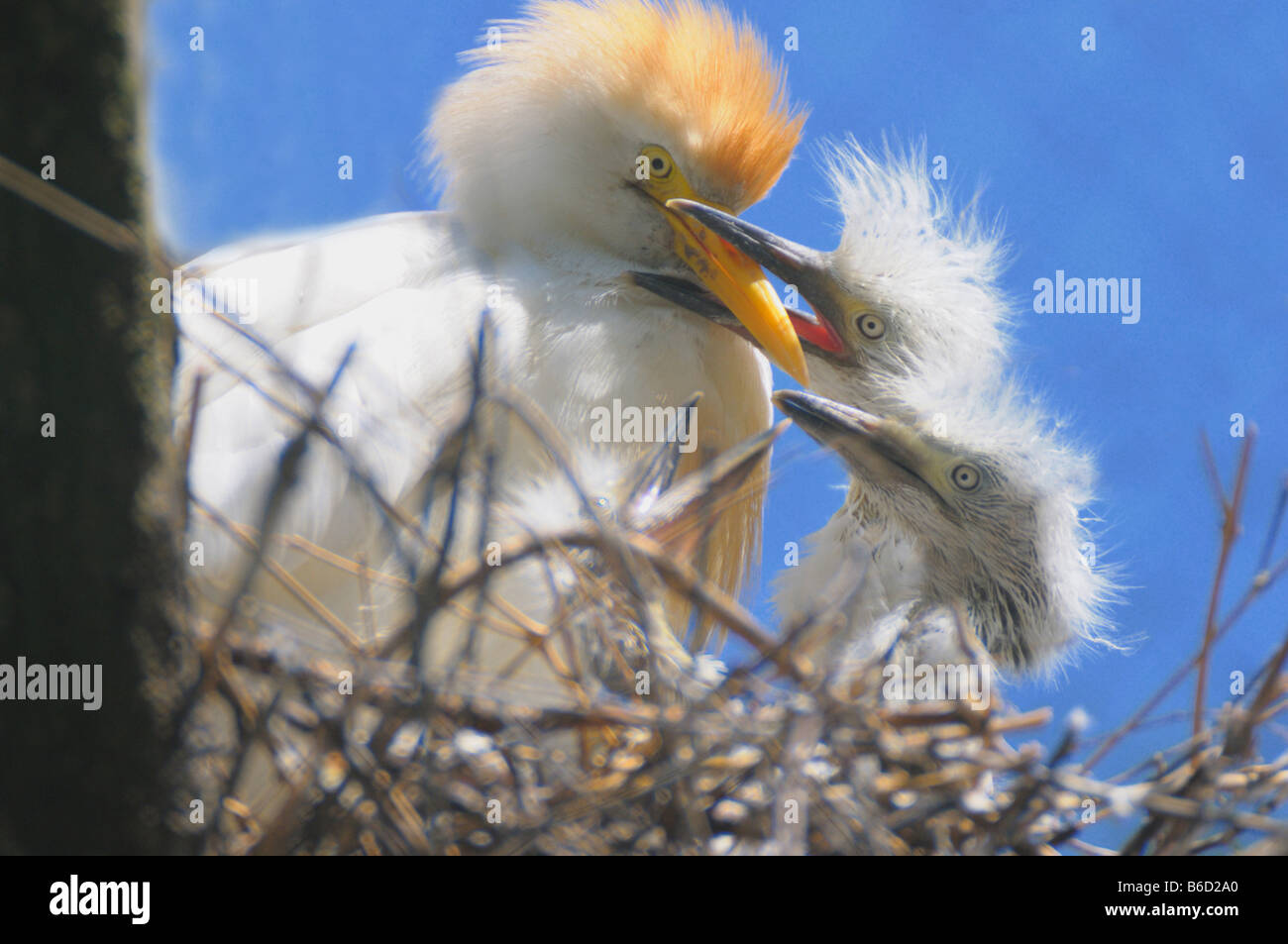 Close-up di airone guardabuoi (Bubulcus ibis) alimentazione al suo pulcino Foto Stock