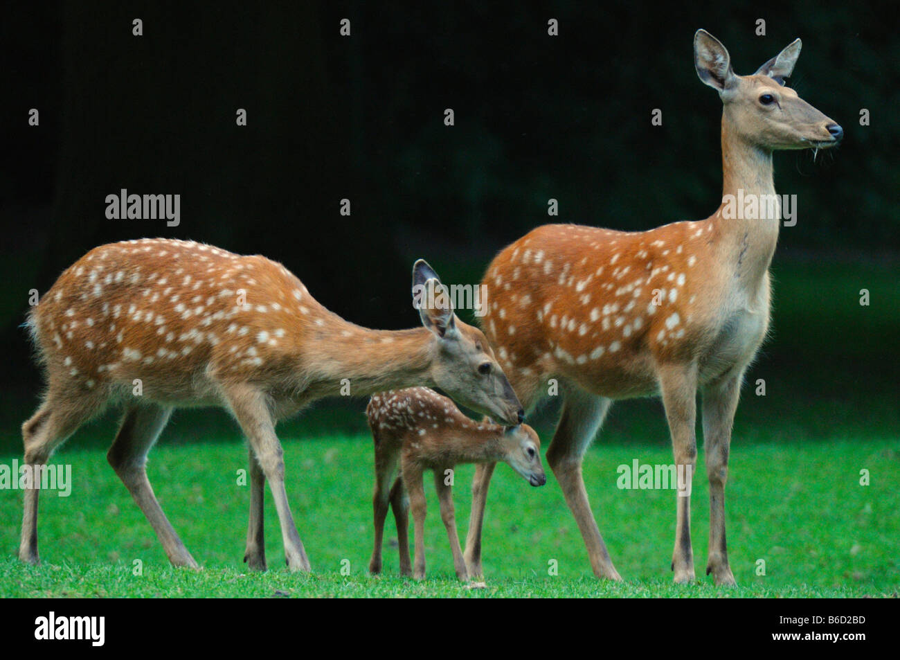Sika cervo (Cervus nippon) famiglia nel campo Foto Stock