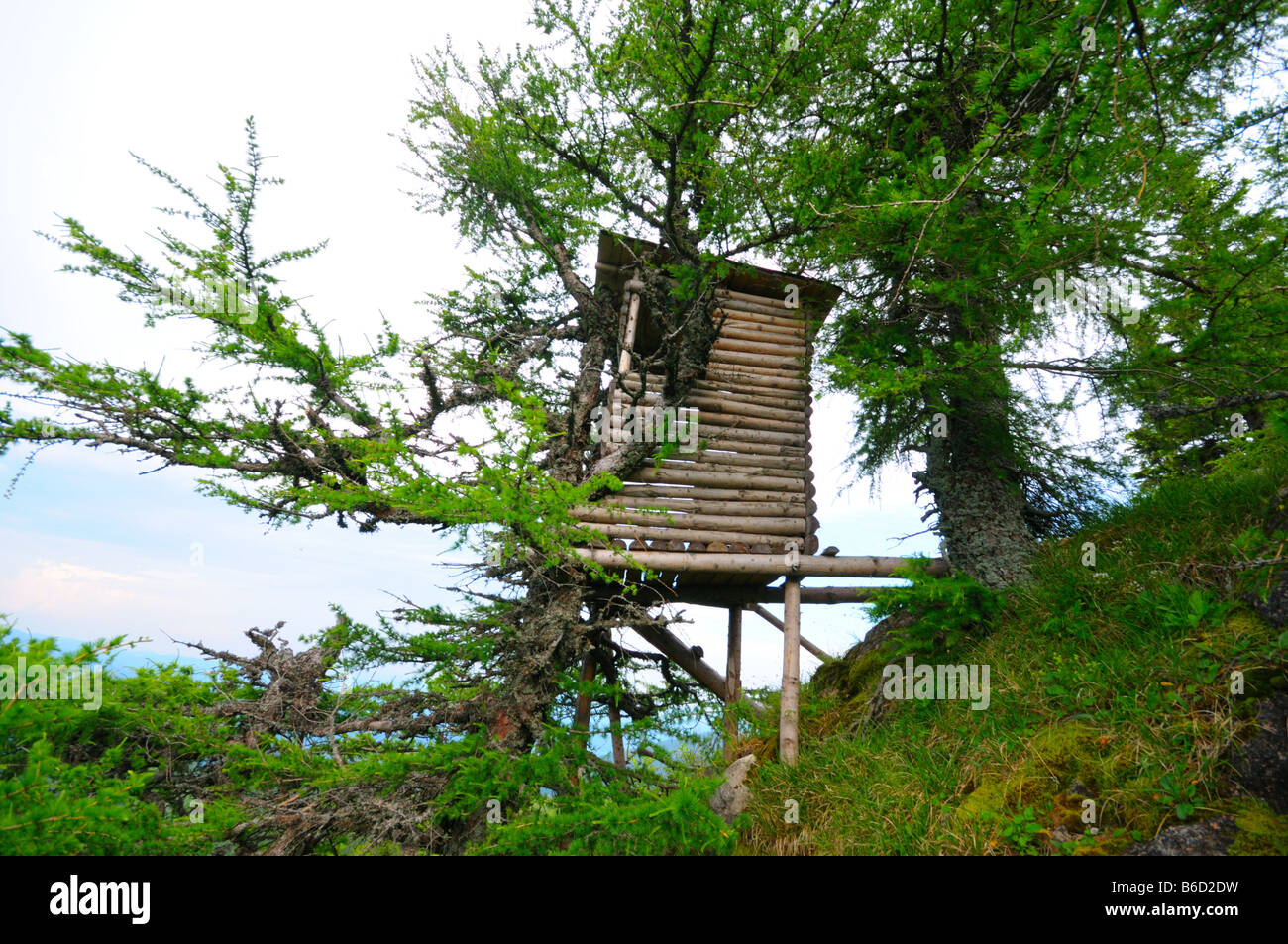 Basso angolo di vista tree house, Stiria, Austria Foto Stock