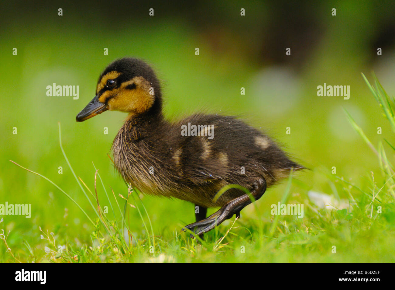 Mallard duck (Anas platyrhynchos) anatroccolo nel campo Foto Stock