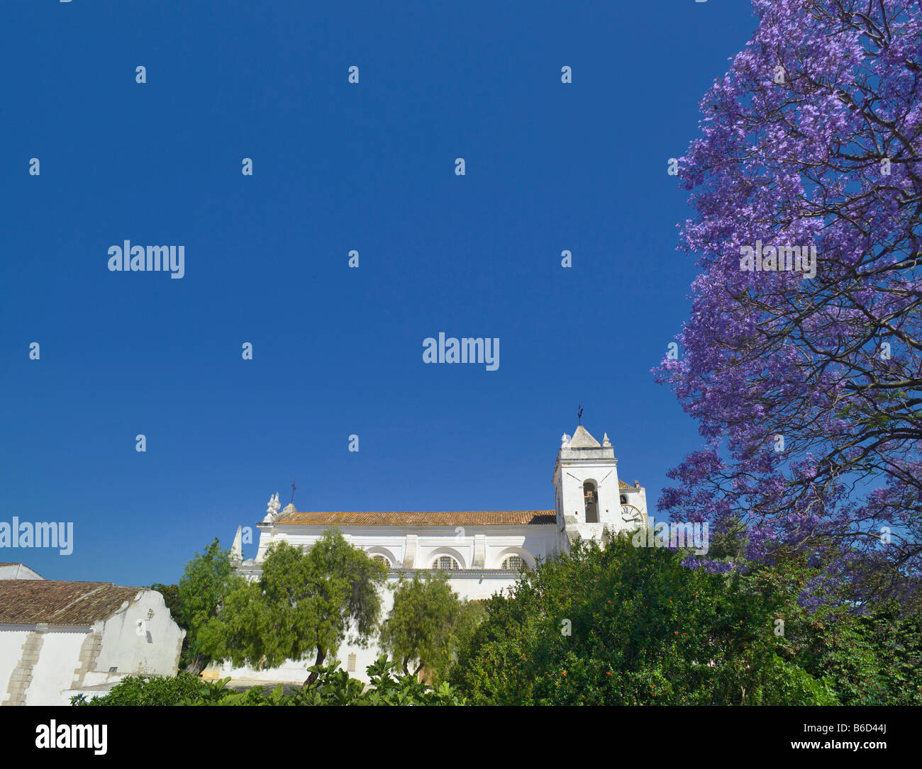 Igreja de Santa Maria Do Castelo Chiesa & Jacaranda albero in fiore, Tavira, Algarve, PORTOGALLO Foto Stock