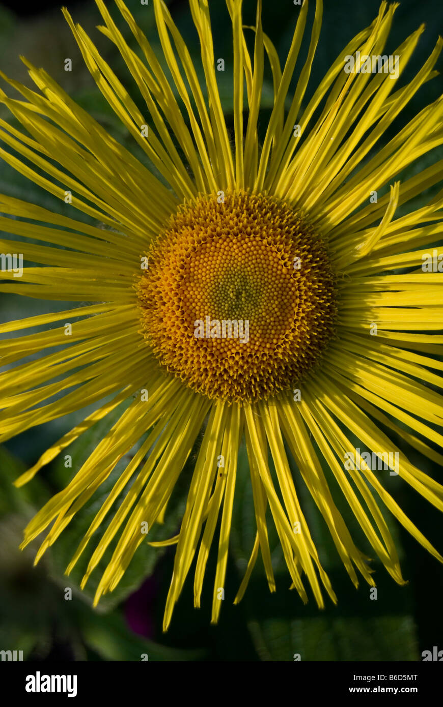 INULA HOOKERI Foto Stock