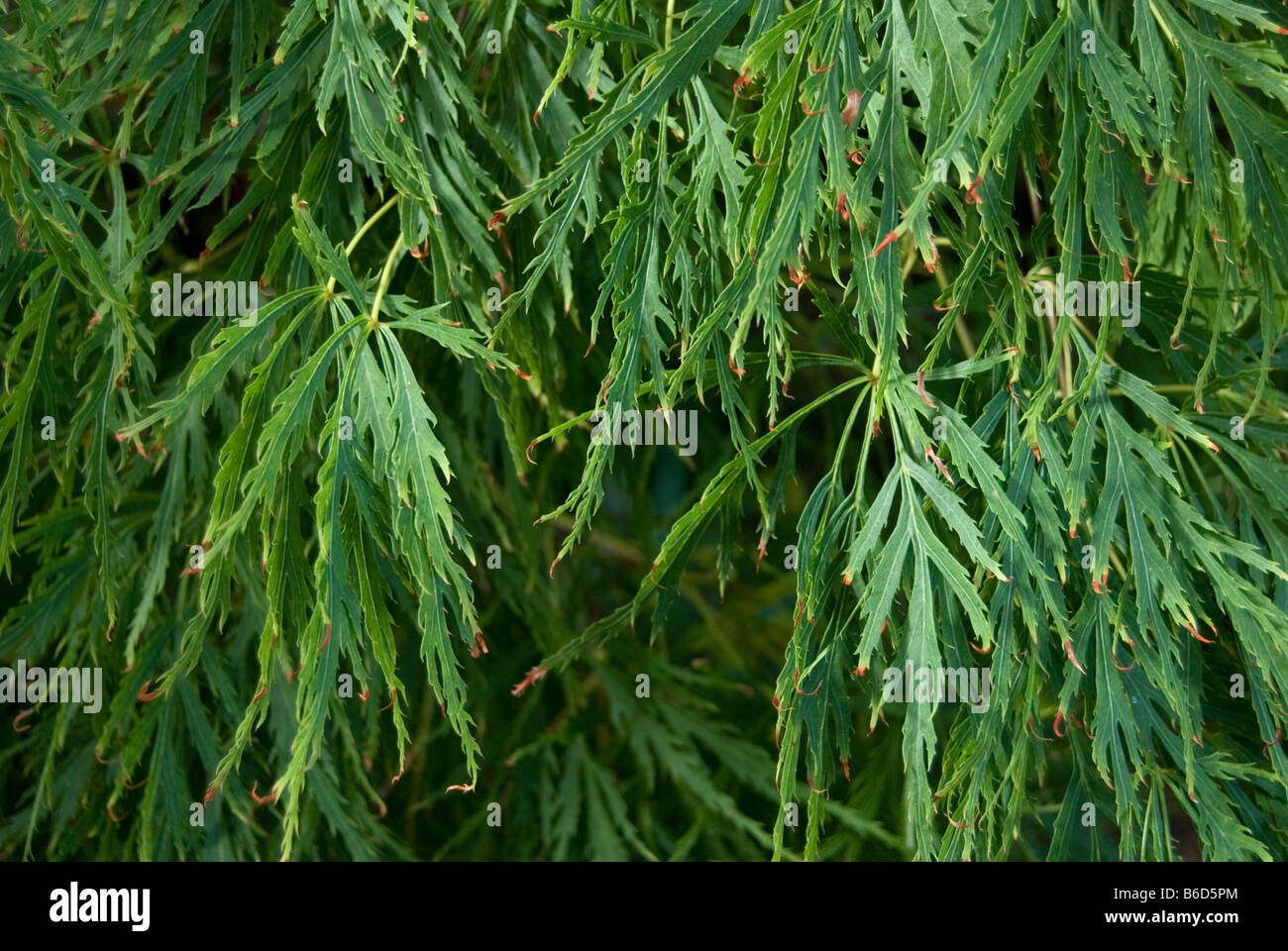 Acer japonicum aconitifolium "" Foto Stock