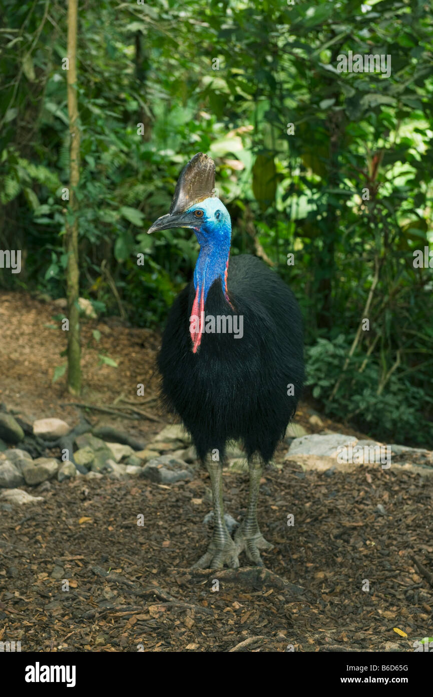 Southern o Double-Wattled Casuario (Casuarius casuarius) maschio adulto, altopiano di Atherton, Queensland, Australia, WILD Foto Stock