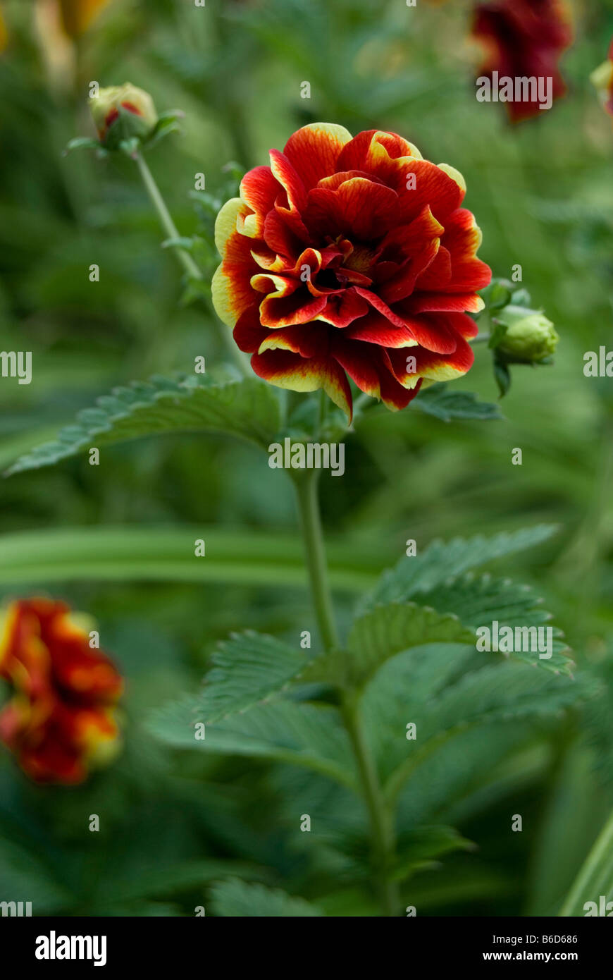 POTENTILLA 'Monsieur ROUILLARD' Foto Stock