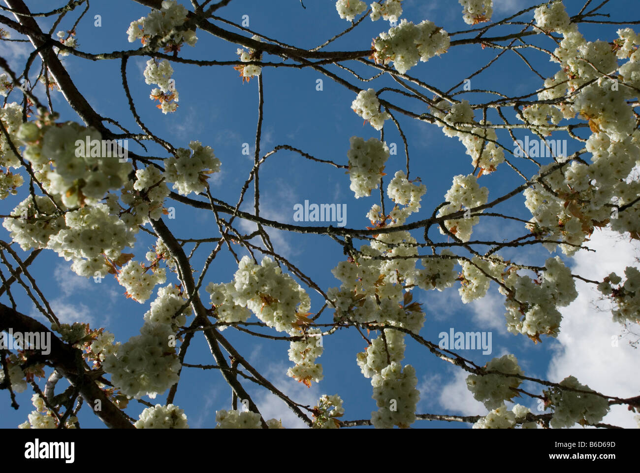 PRUNUS SP, fiore di ciliegio Foto Stock
