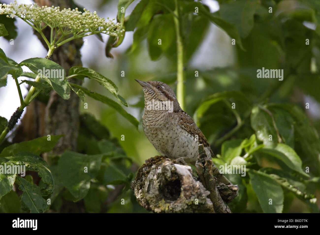 Wendehals Jynx torquilla spasmodico picchio Foto Stock