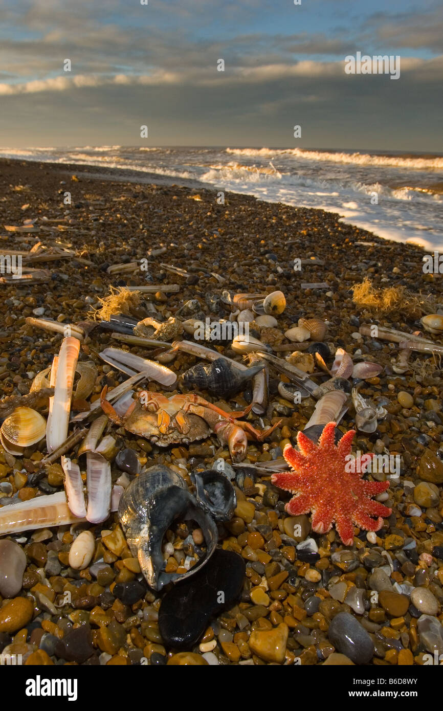 Sunstar comune e stelle marine su Tideline Norfolk UK Winter Foto Stock