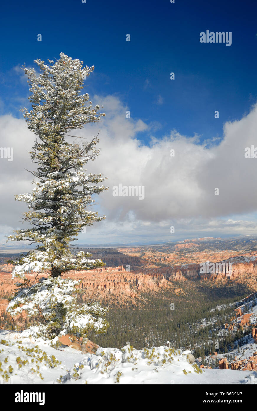 Lone Pine Tree sul bordo del Bryce Canyon in inverno Foto Stock
