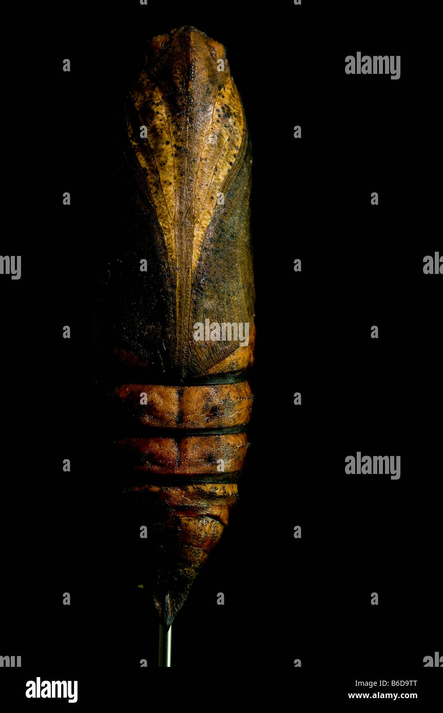 La morte di testa, Hawkmoth, Acherontia, atropo,crisalide sul pin. Foto Stock