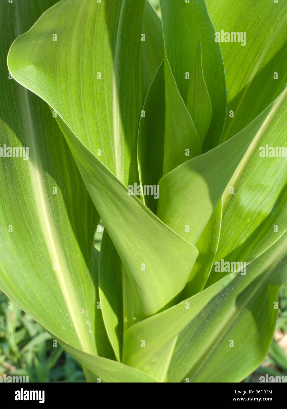 Mature agricola commerciale di piante di mais Foto Stock