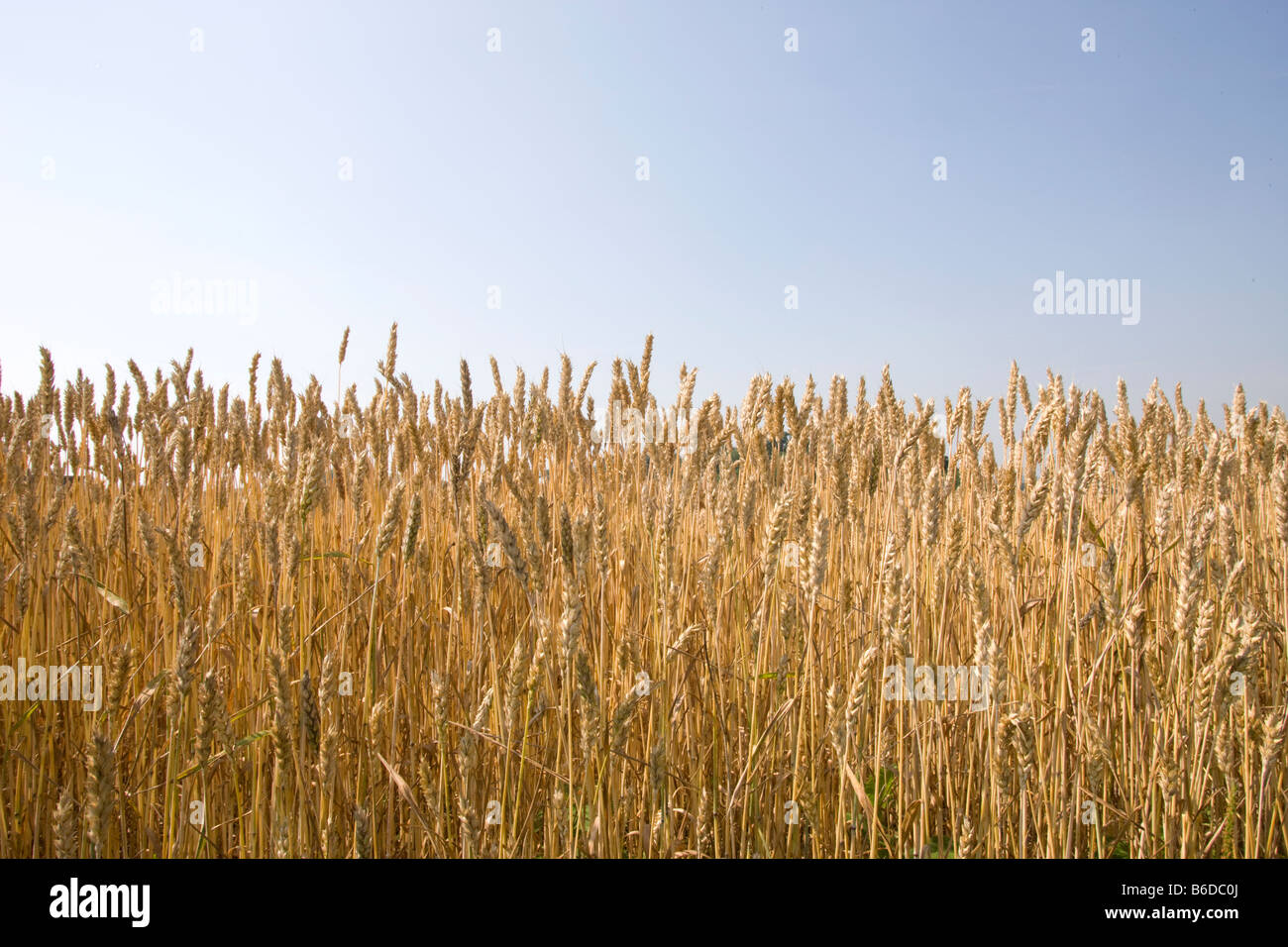 Mature gli steli di grano sul bordo del campo di grano Foto Stock