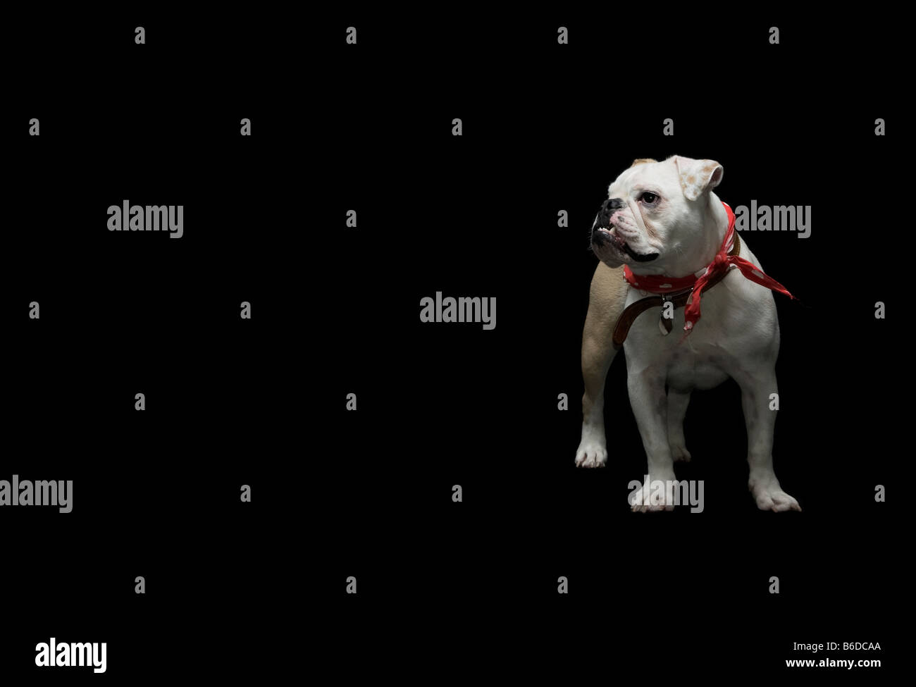 British Bulldog in bandana rosso su nero Foto Stock