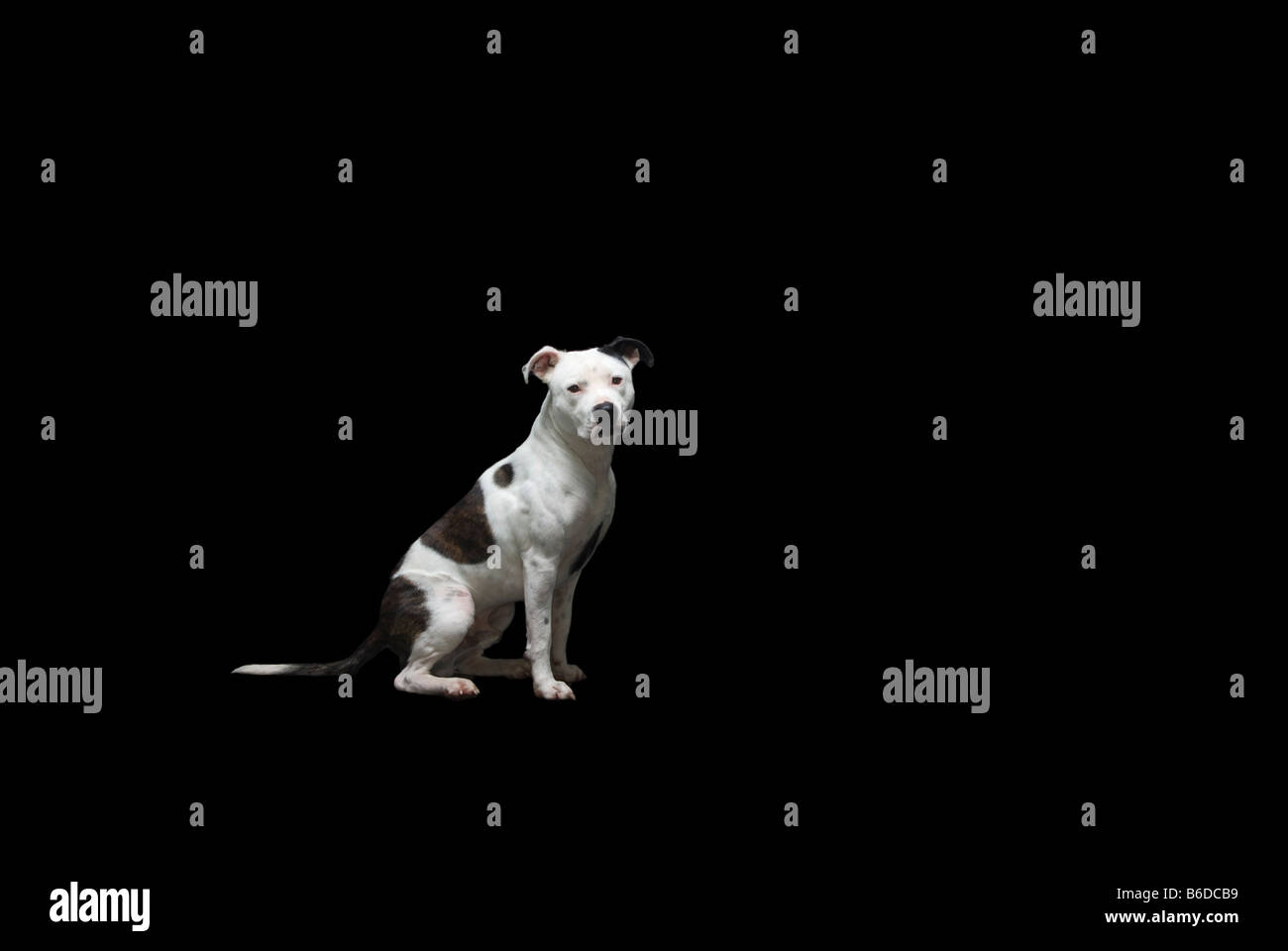Staffordshire Bull Terrier Cane su nero Foto Stock