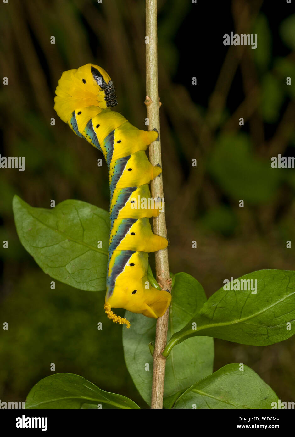La morte di testa, Hawkmoth, Acherontia, atropo,caterpillar sul ramoscello . Foto Stock